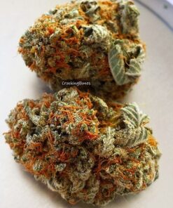 Buy top quality purple haze online