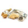 Buy top quality Blue Meanies Mushrooms online | 420 Weed