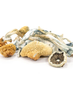 Buy top quality Blue Meanies Mushrooms online | 420 Weed