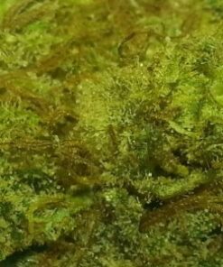 buy top quality blue dream weed strain