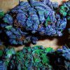 Buy top quality blueberry kush online