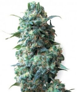 Afghan feminized seeds