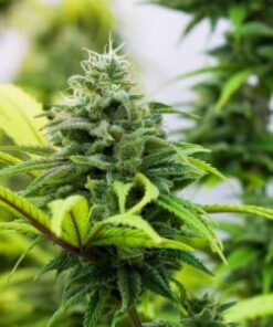 Ak 48 feminized seeds