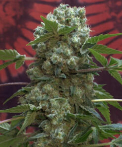 Ak47-Feminzed Seeds