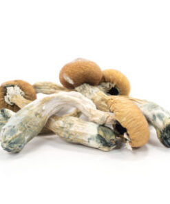Buy quality Albino Penis Envy Mushrooms Online | 420 Weed