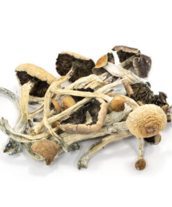 Buy top qyality Amazonian Cubensis online | 420 Weed