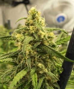 Big bud feminized seeds