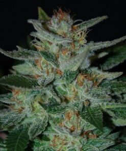 Blue Cheese feminized seeds