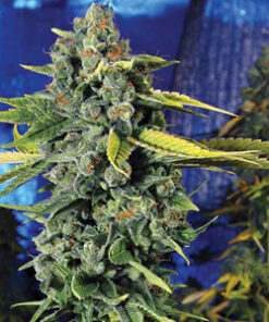 Blue Dream Feminized seeds