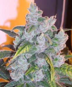 Blueberry feminized seeds