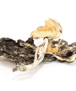 Buy top quality Brazilian Cubensis Online | 420 Weed