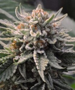 Bubba Kush feminized seeds