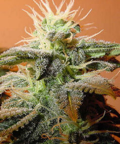 Bubble gum Feminized Seeds