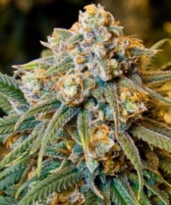 Cheese feminized seeds