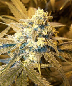 Cinderella 99 Feminized Seeds