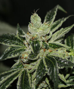 Dark Star feminized seeds
