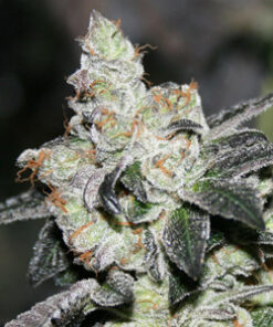 Girl scout cookies feminized seeds