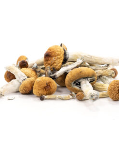 Buy top quality golden teacher mushroom