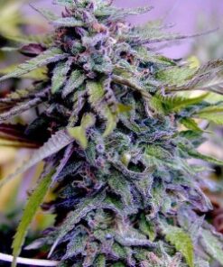 Grandadday Purple feminized seeds