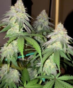 Grape Ape feminized seeds