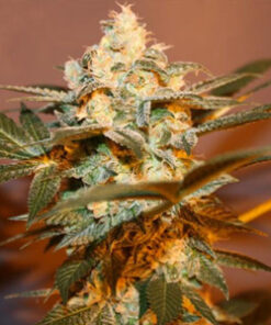 Headband feminized seeds