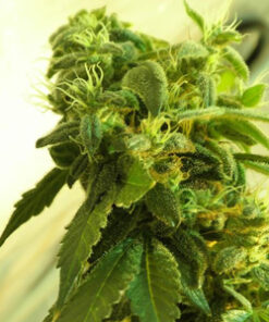 Herijuana feminized seeds