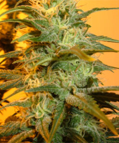 Hindu Kush feminized seeds