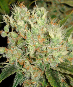 Jack flash feminized seeds