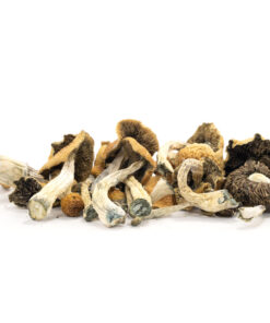 Buy best quality Malabar Mushrooms Online