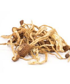 Buy Mexican Cubensis Mushrooms Online | 420 Weed
