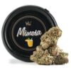 Buy Mimosa
