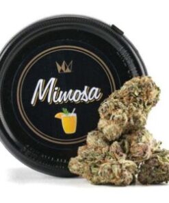 Buy Mimosa