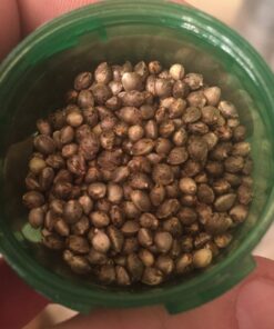 Suzy- Q (High CBD) Feminised Seeds
