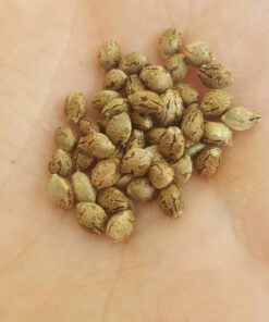 Charlotte's Angel CBD Auto Feminised Seeds