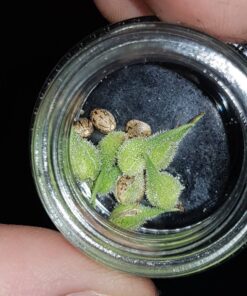 Dinamed CBD Feminised Seeds