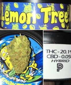 Buy Lemon Tree Cannabiss Strain