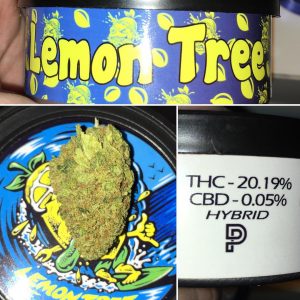 Buy Lemon Tree Cannabiss Strain