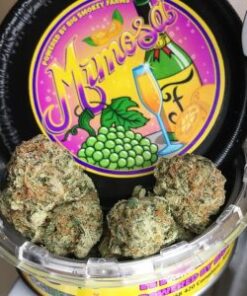 BUY MIMOSA