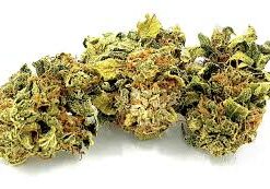 Buy top quality warlock CBD online
