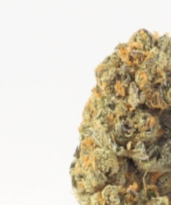 buy top quality girl scout cookies online