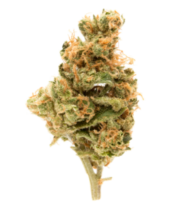 Buy best quality hindi kush online