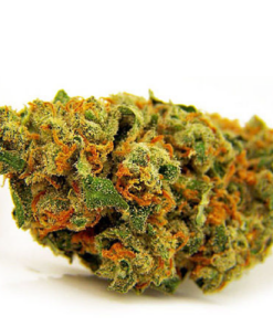 buy top quality jack herer strain online
