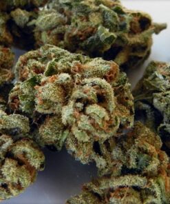 Master kush