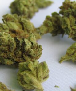 Buy top quality Abusive OG online