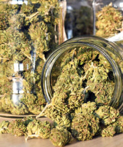 Order top quality hindu kush online