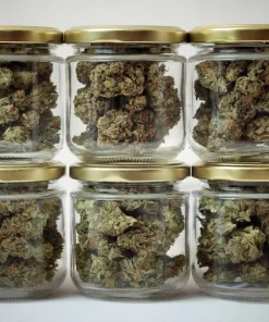 Buy ZaZa Strain - Buy zaza strain Online - a close up photo of white zaza buds before discrete packaging.