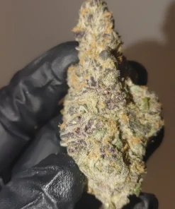 Buy super boof strain online