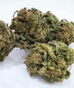 Buy Jungle Candy Strain Online