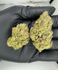 Buy Original Glue Weed strain Online