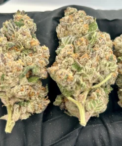 Buy Sugar Canez Strain Online
